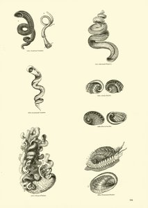 Page from The Pictorial Museum of Animated Nature by English School
