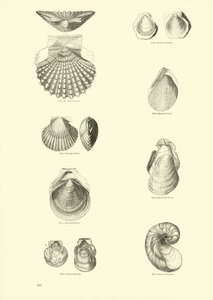 Page from The Pictorial Museum of Animated Nature by English School