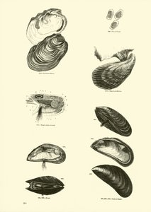 Page from The Pictorial Museum of Animated Nature by English School