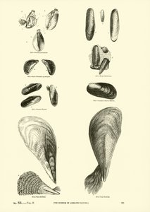 Page from The Pictorial Museum of Animated Nature by English School