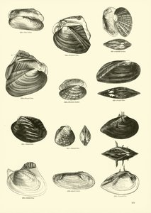 Page from The Pictorial Museum of Animated Nature by English School
