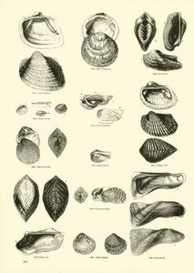 Page from The Pictorial Museum of Animated Nature by English School