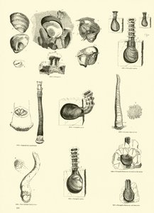Page from The Pictorial Museum of Animated Nature by English School