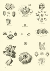 Page from The Pictorial Museum of Animated Nature