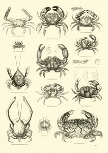 Page from The Pictorial Museum of Animated Nature