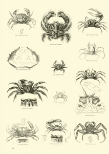 Page from The Pictorial Museum of Animated Nature by English School