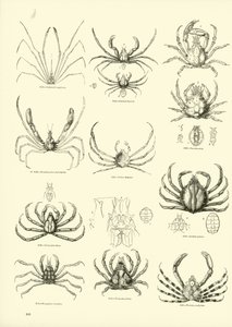 Page from The Pictorial Museum of Animated Nature by English School
