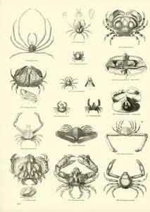 Page from The Pictorial Museum of Animated Nature by English School