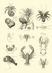 Page from The Pictorial Museum of Animated Nature by English School