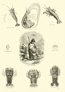 Page from The Pictorial Museum of Animated Nature by English School