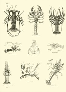 Page from The Pictorial Museum of Animated Nature