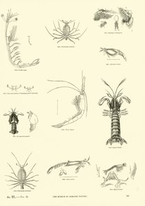 Page from The Pictorial Museum of Animated Nature by English School