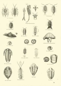 Page from The Pictorial Museum of Animated Nature by English School
