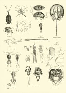 Page from The Pictorial Museum of Animated Nature by English School