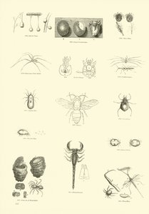 Page from The Pictorial Museum of Animated Nature by English School
