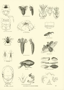 Page from The Pictorial Museum of Animated Nature by English School