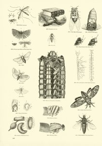 Page from The Pictorial Museum of Animated Nature