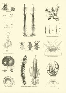 Page from The Pictorial Museum of Animated Nature by English School