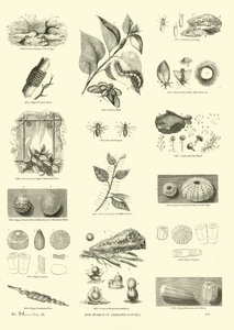 Page from The Pictorial Museum of Animated Nature