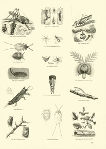 Page from The Pictorial Museum of Animated Nature by English School