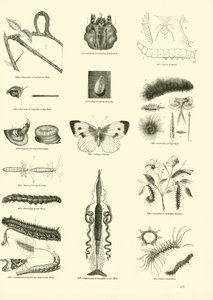 Page from The Pictorial Museum of Animated Nature by English School