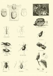 Page from The Pictorial Museum of Animated Nature by English School