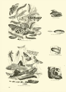 Page from The Pictorial Museum of Animated Nature