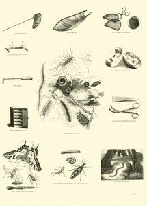 Page from The Pictorial Museum of Animated Nature by English School