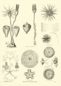 Page from The Pictorial Museum of Animated Nature by English School