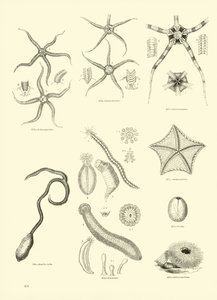 Page from The Pictorial Museum of Animated Nature by English School