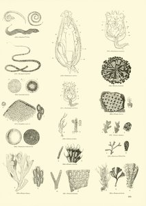 Page from The Pictorial Museum of Animated Nature by English School
