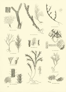 Page from The Pictorial Museum of Animated Nature by English School