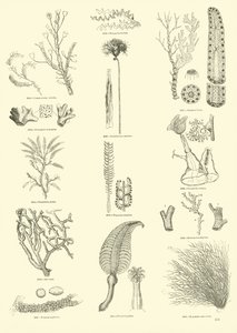 Page from The Pictorial Museum of Animated Nature by English School