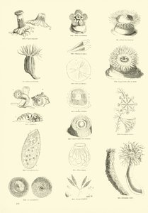 Page from The Pictorial Museum of Animated Nature by English School