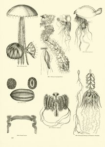 Page from The Pictorial Museum of Animated Nature by English School