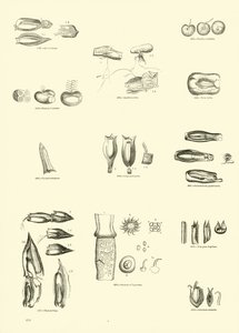 Page from The Pictorial Museum of Animated Nature by English School