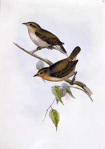 Pair of Certhidea Olivacea, illustration from The Zoology of the Voyage of H.M.S. Beagle, 1832-36 by Charles Darwin, 1840