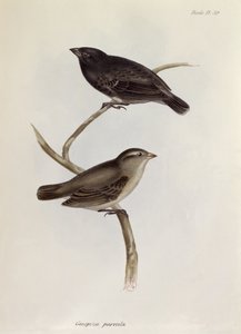 Pair of Geospiza Parvula, illustration from The Zoology of the Voyage of H.M.S. Beagle, 1832-36 by Charles Darwin, 1840
