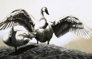 Pair of Swans