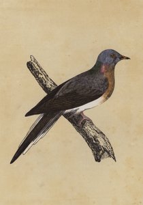 Passenger Pigeon by English School