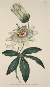 Passiflora Coerulea Common Passion Flower, pub. 1786