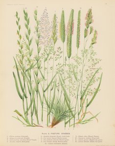 Pasture Grasses