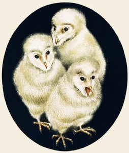 Peeps at Nature: Owl Chicks