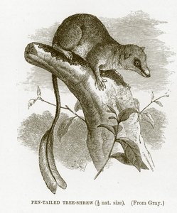 Pen-tailed tree-shrew, illustration from The Royal Natural History by English School