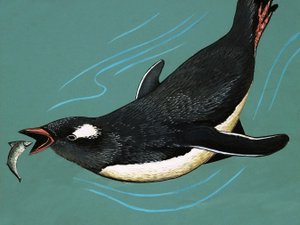 Penguin catching fish by English School