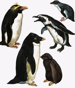 Penguins by English School