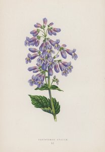 Pentstemon Ovatum by English School