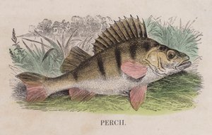 Perch