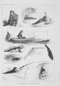 Performing Seal at the Royal Aquarium