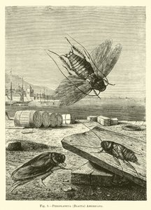 Periplaneta americana by English School